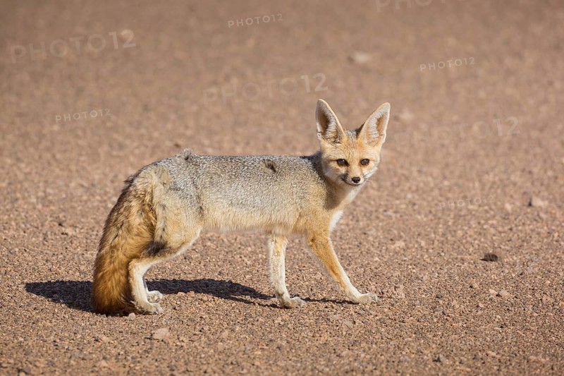 Fennec fox (Vulpes zerda)