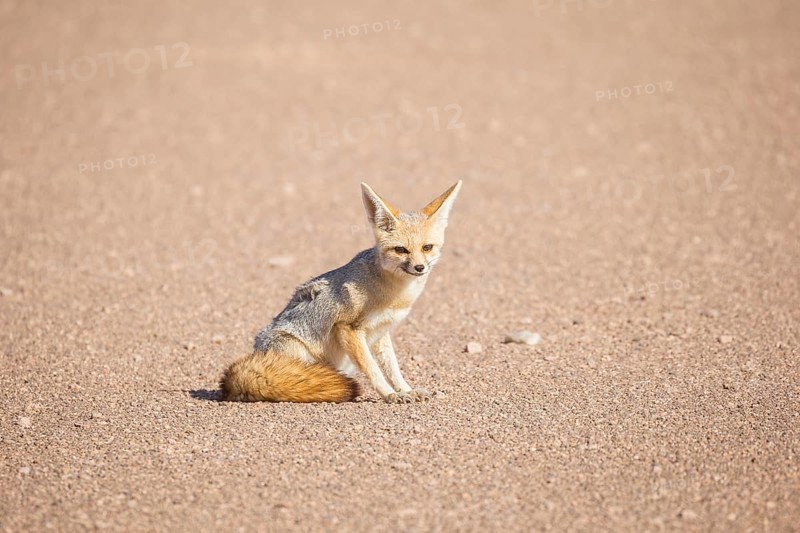 Fennec fox (Vulpes zerda)