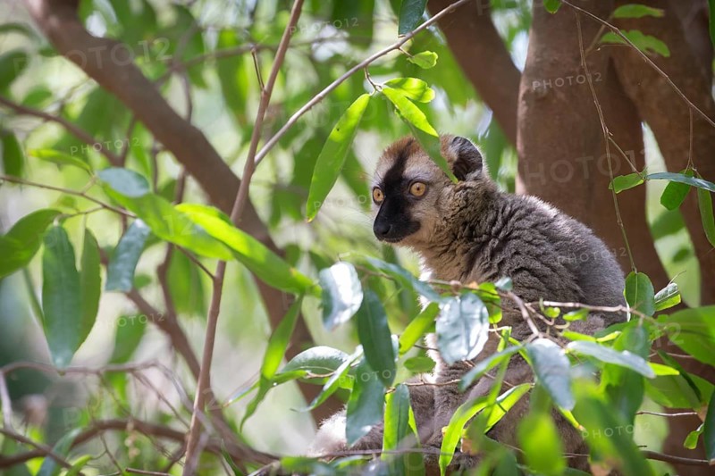 Ring-tailed lemur (Lemur catta) sitting in tree
