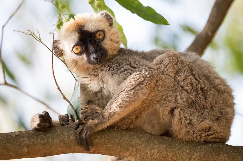 Red-fronted lemur (Eulemur rufifrons) sitting on branch