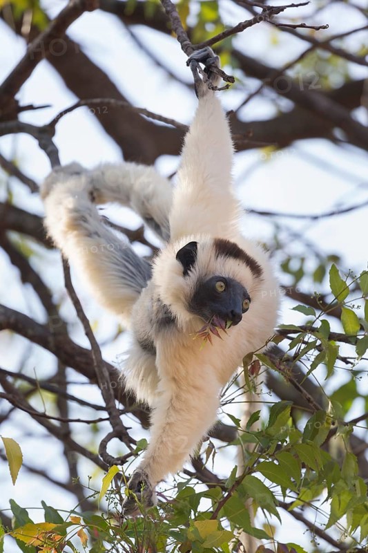 Verreaux's sifaka (Propithecus verreauxi) hanging in tree