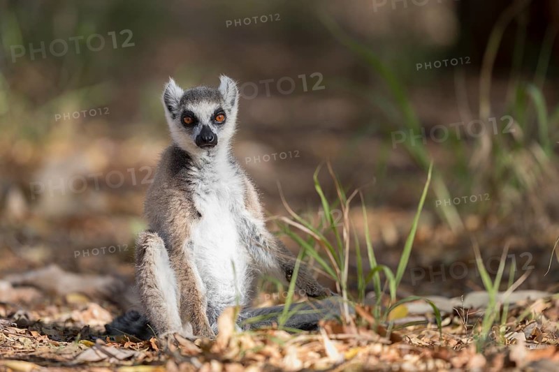 Ring-tailed lemur (Lemur catta) sitting on ground
