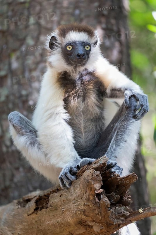 Verreaux's sifaka (Propithecus verreauxi) sitting on a tree trunk
