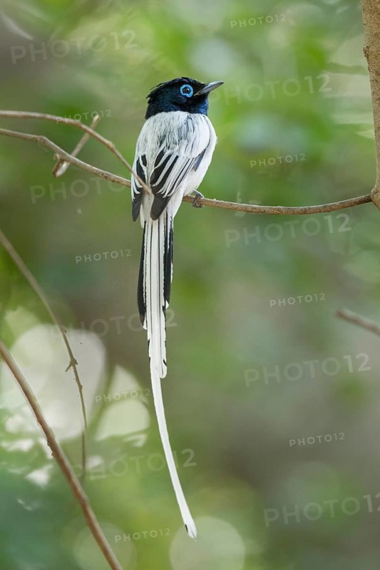 Malagasy paradise flycatcher (Terpsiphone mutata)