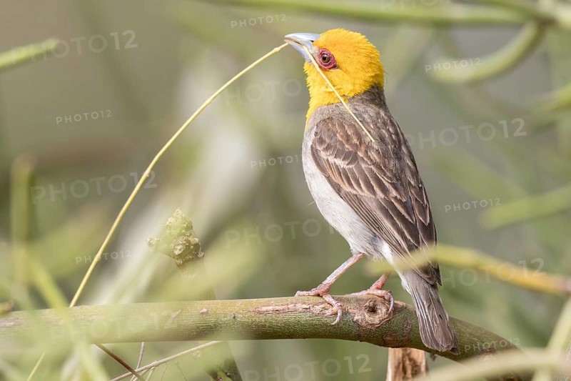Sakalava weaver (Ploceus sakalava)