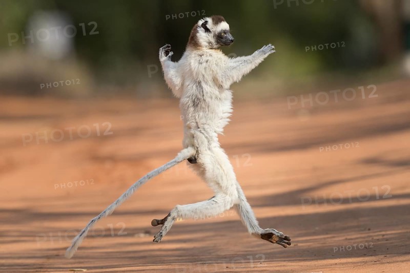 Verreaux's sifaka (Propithecus verreauxi)