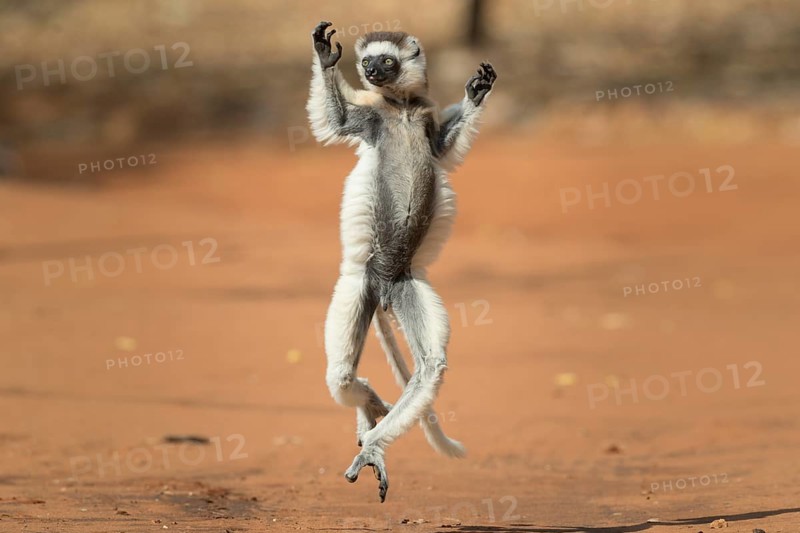 Verreaux's sifaka (Propithecus verreauxi)