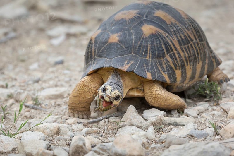 Radiated tortoise (Astrochelys radiata)