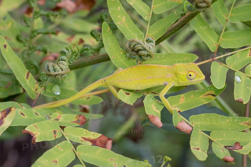 Carpet chameleon (Furcifer lateralis) in tree