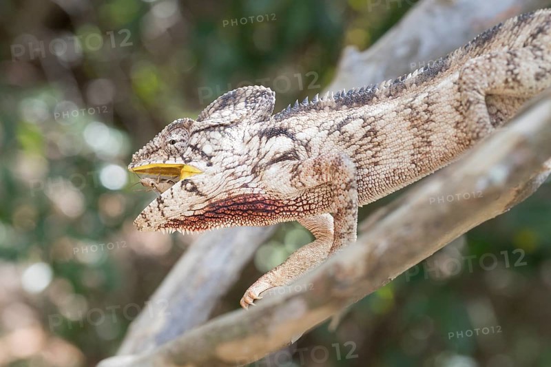 Malagasy giant chameleon (Furcifer oustaleti) with captured insect in the mouth