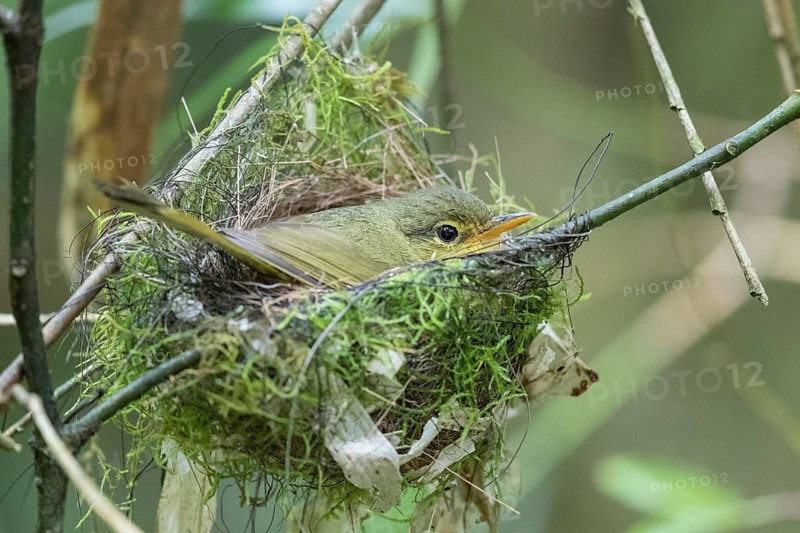 Spectacled tetraka (Xanthomixis zosterops) breeds in the nest