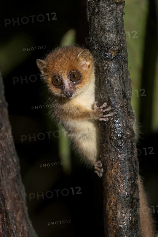 Brown mouse lemur (Microcebus rufus) in tree