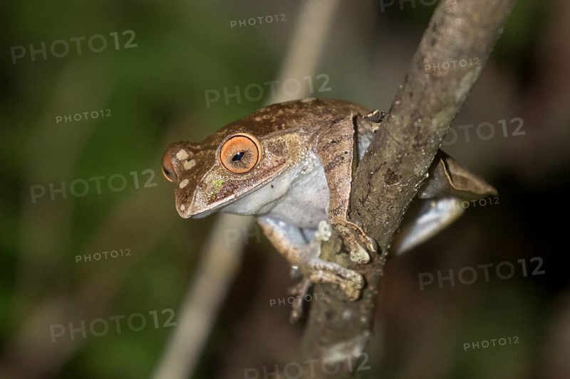 Madagascar bright-eyed frog (Boophis madagascariensis)