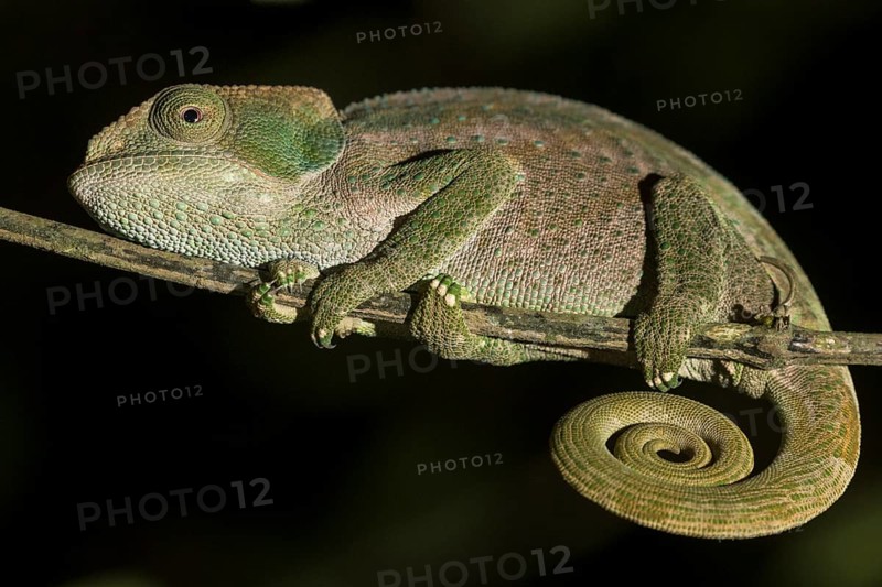 Parson's chameleon (Calumma parsonii)