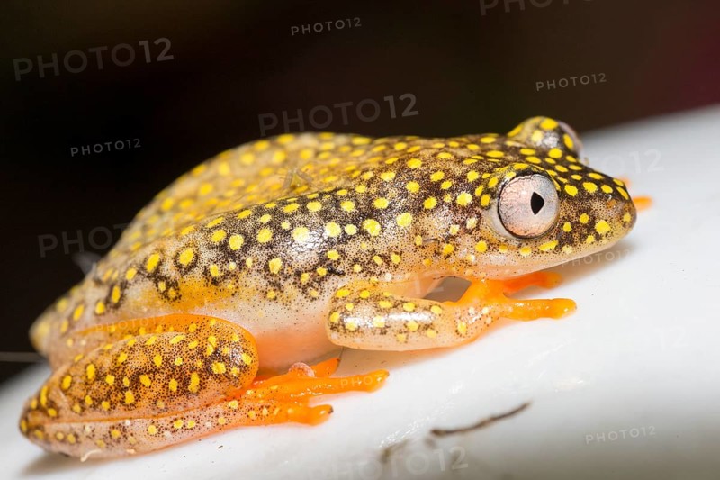 Betsileo reed frog (Heterixalus betsileo)