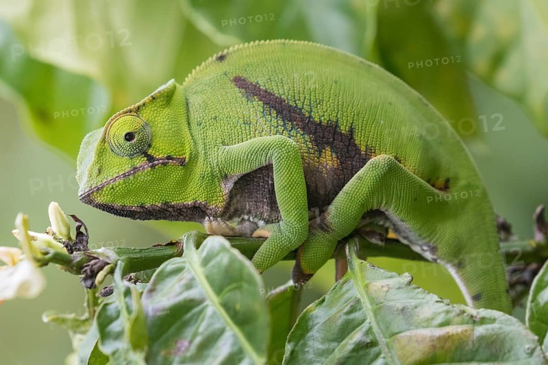 Parson's chameleon (Calumma parsonii) in tree