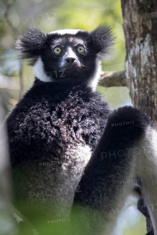 Indri (Indri indri)