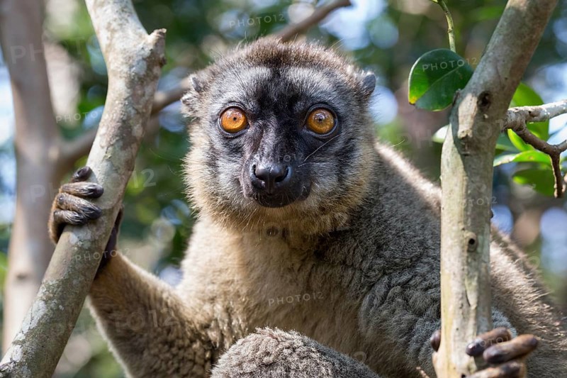 Red-fronted lemur (Eulemur rufifrons) sitting in tree