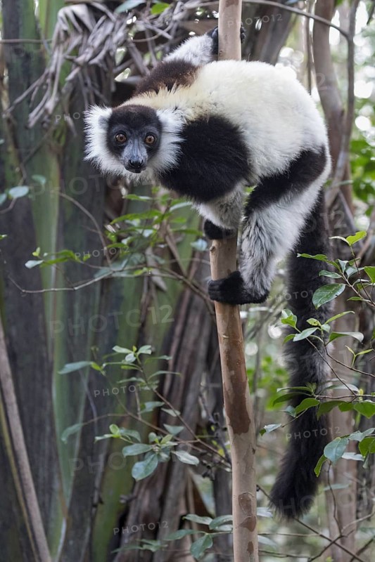 Black-and-white ruffed lemur (Varecia variegata) climbing in tree