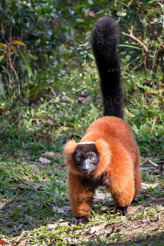 Red ruffed lemur (Varecia rubra) on ground