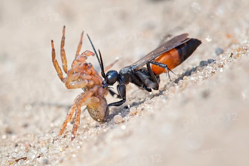 Spider wasp (Anoplius infuscatus) holding a captured wolf spider (Lycosidae)