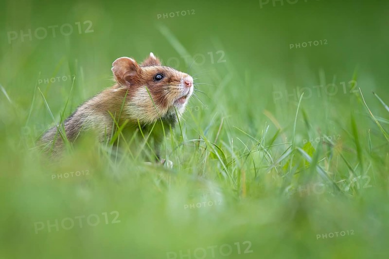 European hamster (Cricetus cricetus) in a green meadow