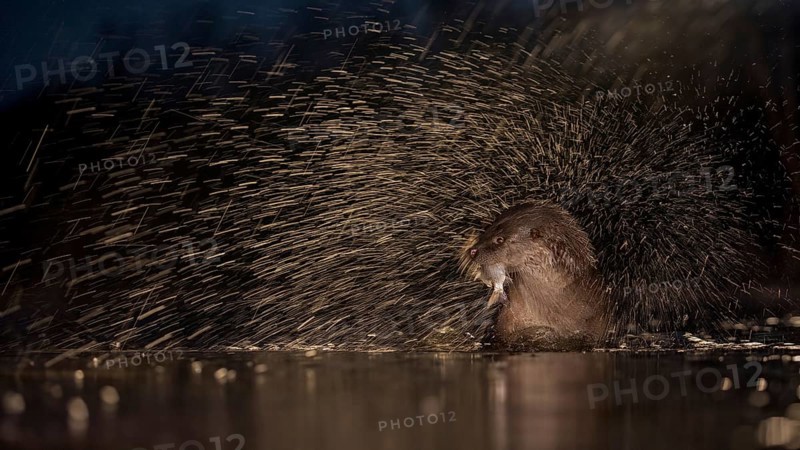 European otter (Lutra lutra) with fish as prey