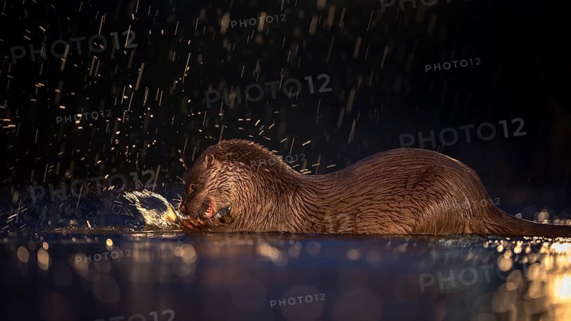 European otter (Lutra lutra) with fish as prey