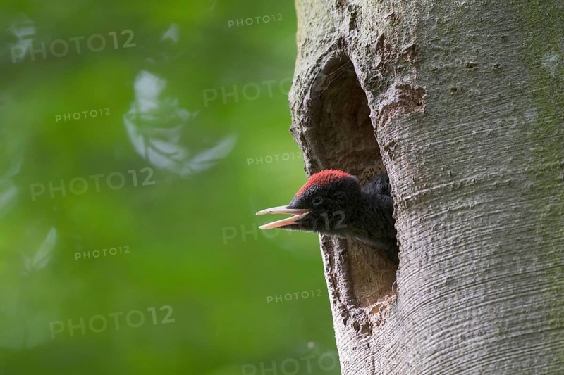 Black woodpecker (Dryocopus martius)
