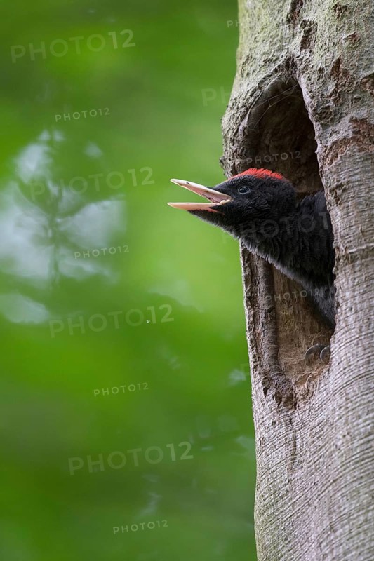 Black woodpecker (Dryocopus martius)