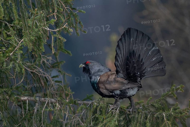 Courtshiping capercaillie (Tetrao urogallus) sits in fir