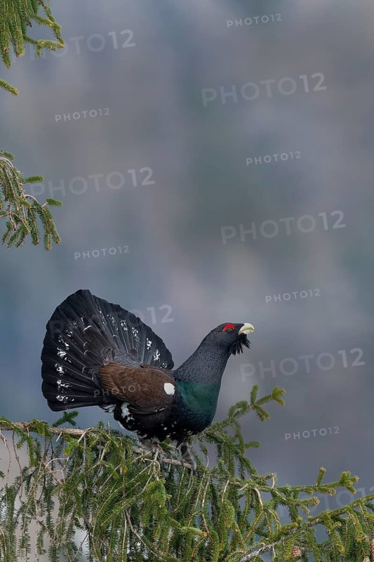 Courtshiping capercaillie (Tetrao urogallus) sits in fir
