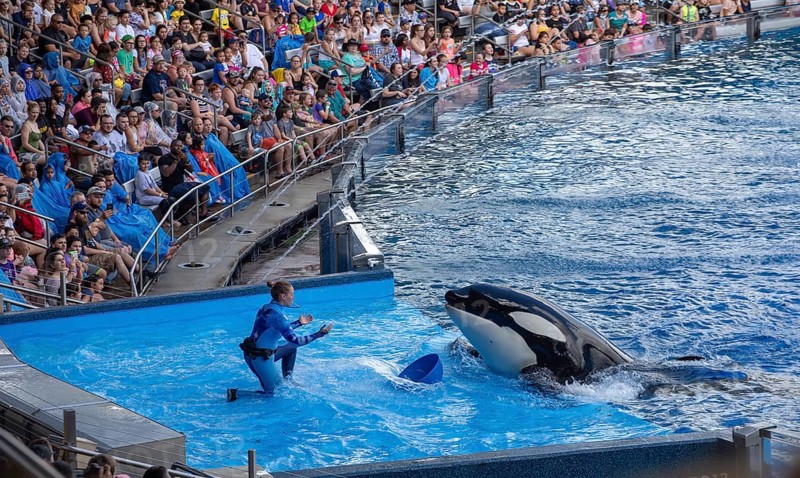 Orca Show