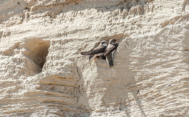 Sand martins (Riparia riparia)