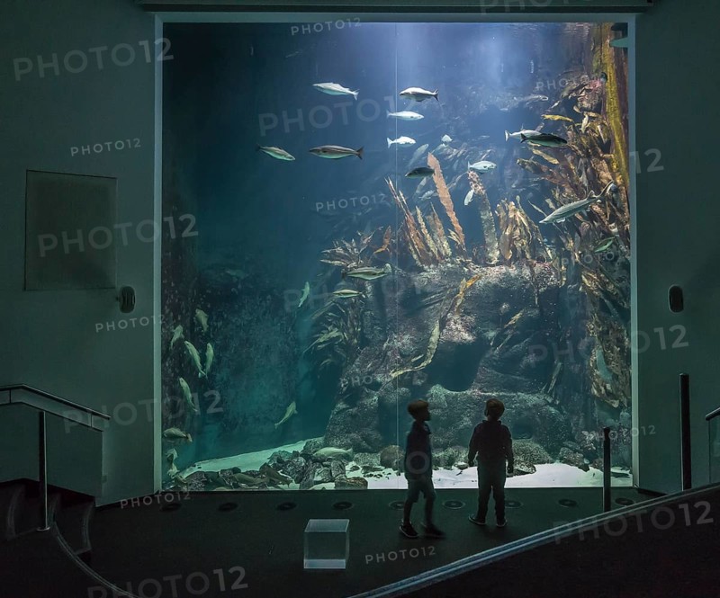 Children in front of the great aquarium in the Wattforum Multimar