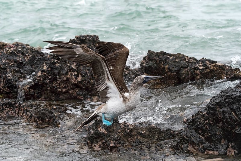 Blue-footed booby (Sula nebouxii)