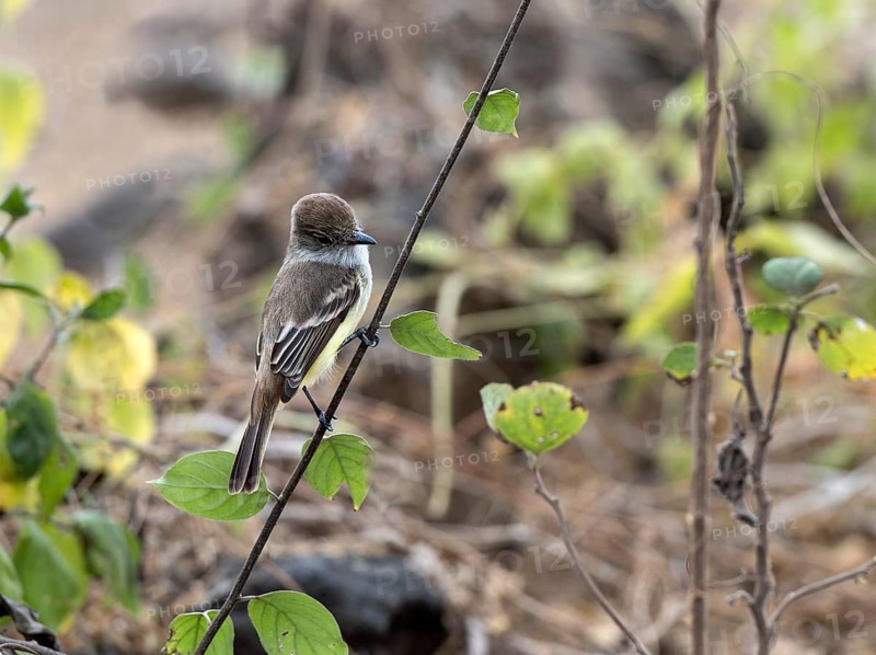 Galapagos flycatcher (Myiarchus magnirostris)