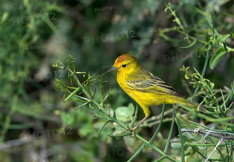 Gold Warbler (Setophaga petechia aureola)