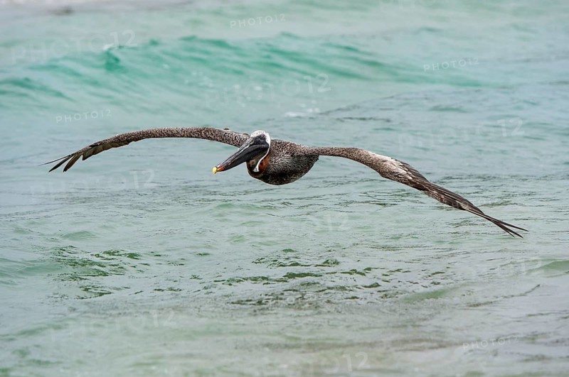 Brown Pelican (Pelicanus Occidentalis urinator) in flight
