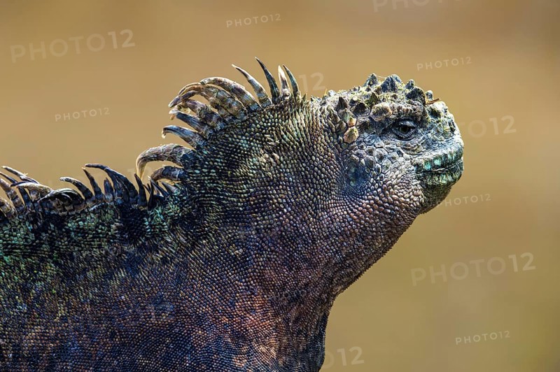 Sea Lizard (Amblyrhynchus cristatus albemarlensis)