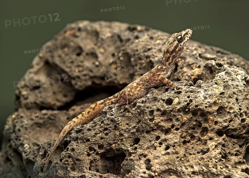 Baur's Leaf-toed Gecko (Phyllodactylus baurii) on lava rocks