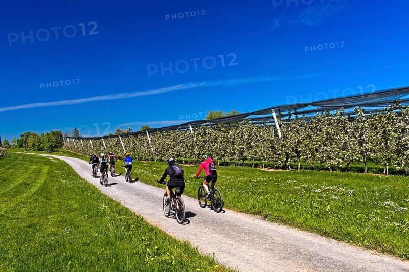 Cyclist in blooming apple tree plantations