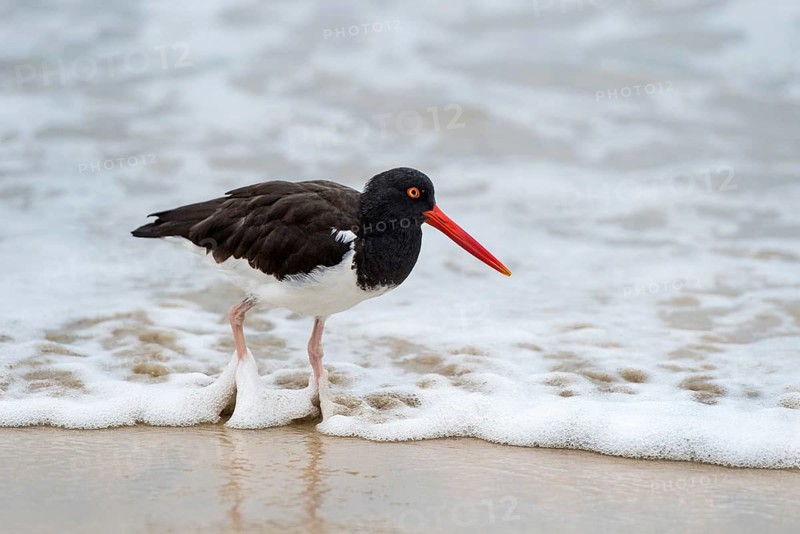American Oystercatcher (Haematopus palliatus galapagensis)