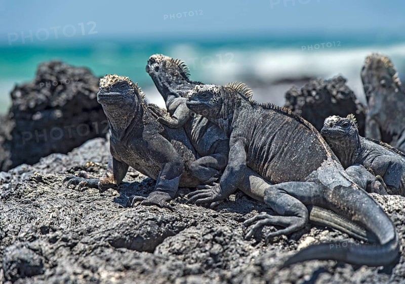 Galapagos Marine Iguana (Amblyrhynchus cristatus albemarlensis) warm up in the sun