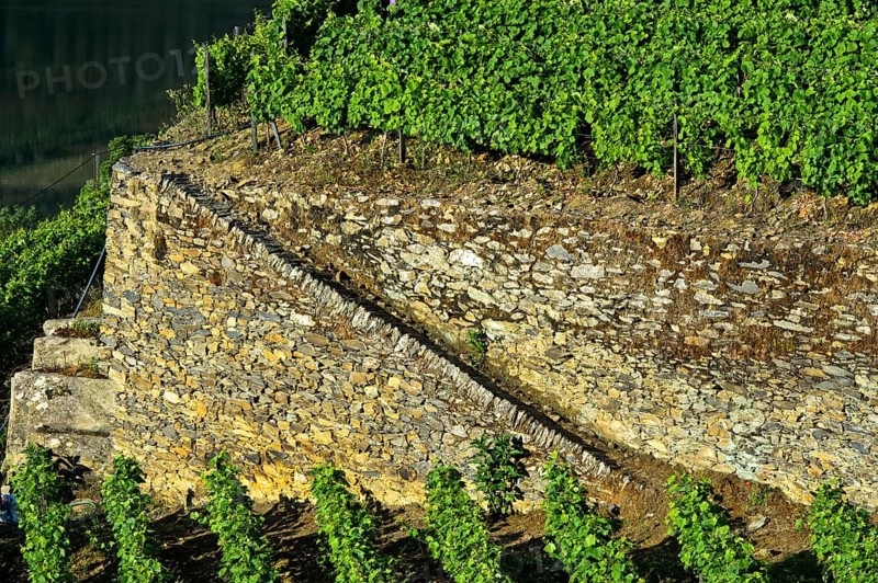 Dry stone walls in the Hollen Valley vineyard