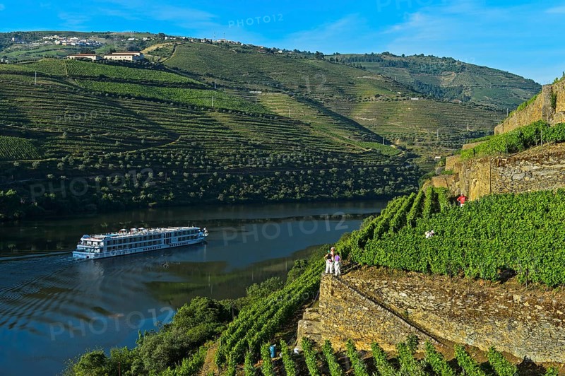 Vineyard Hollen Valley