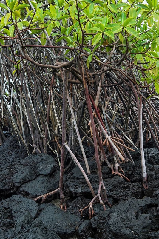 Red mangrove (Rhizophora mangle) growing on lava rocks