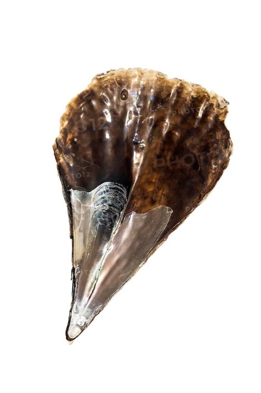 Fossil shark tooth