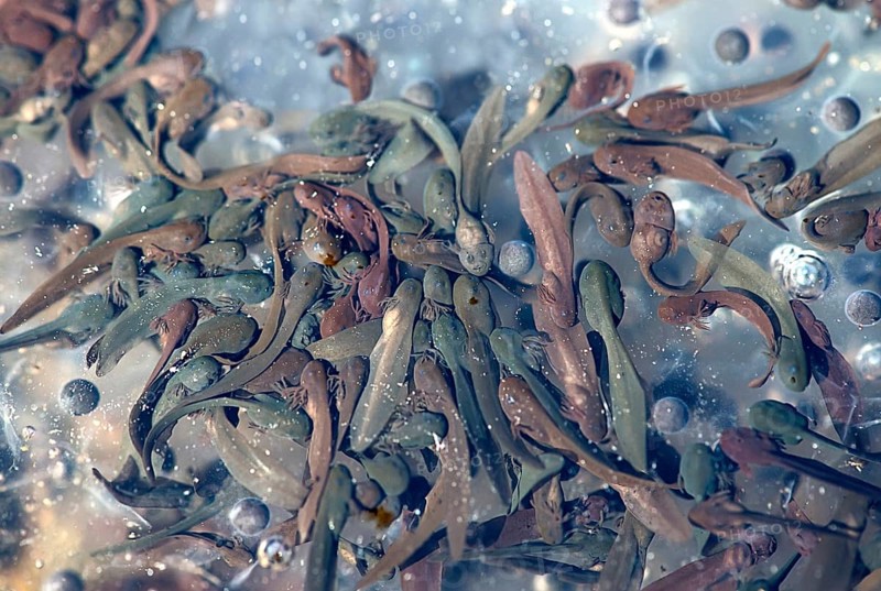 Common frog (Rana temporaria)