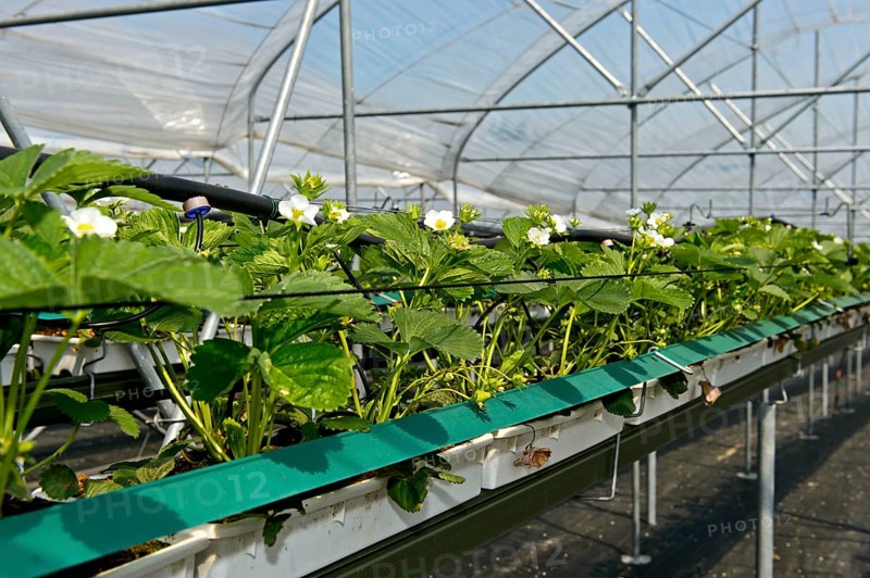 Cultivation of Strawberries (Fragaria)